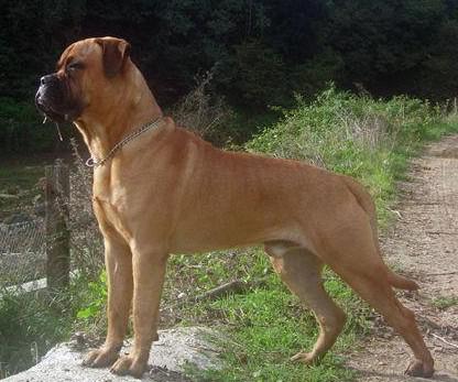 世界上一百种狗的图片,世界十种名贵狗