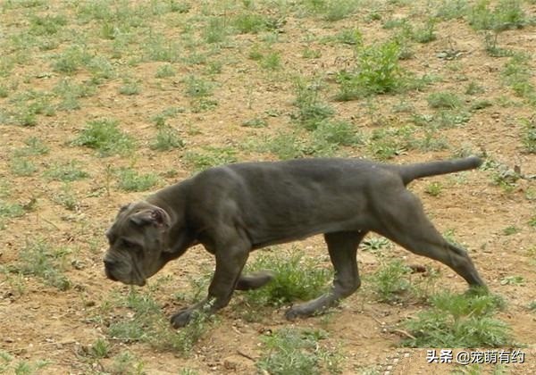 世界上最凶猛的，当仁不让的王者，是加纳利犬，还是那不勒斯獒犬