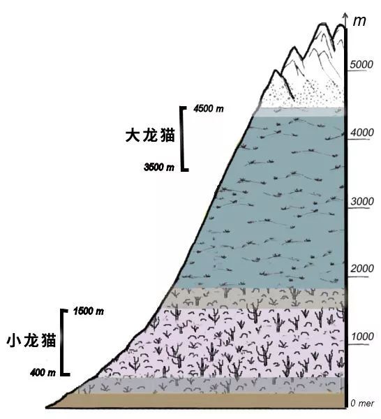 野外的龙猫长什么样子,野外的龙猫生活在哪里