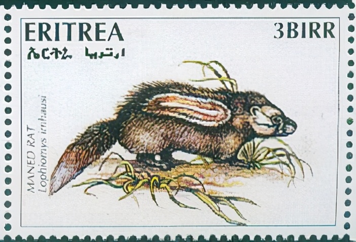 兔子大小的老鼠,兔子般大的老鼠