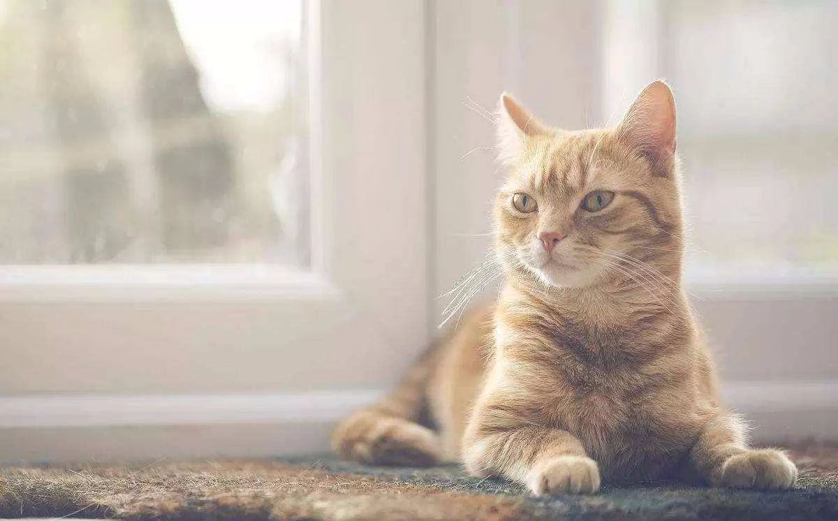 家猫引入中国的记载,家猫是恐猫演变而来的吗