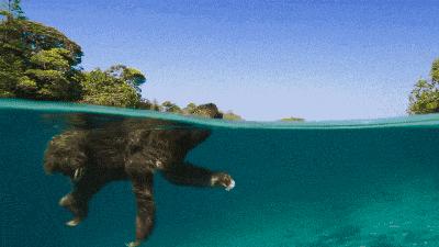 BBC最棒8部纪录片，强烈推荐孩子暑假看