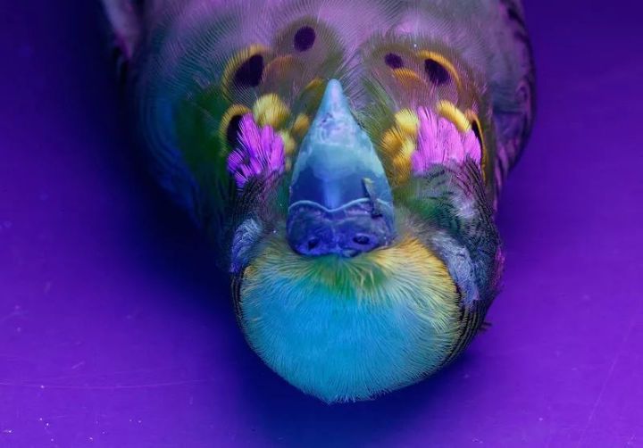 高空捉虫，水下捕鱼，还能看到紫外线，鸟类的眼睛里藏着什么秘密