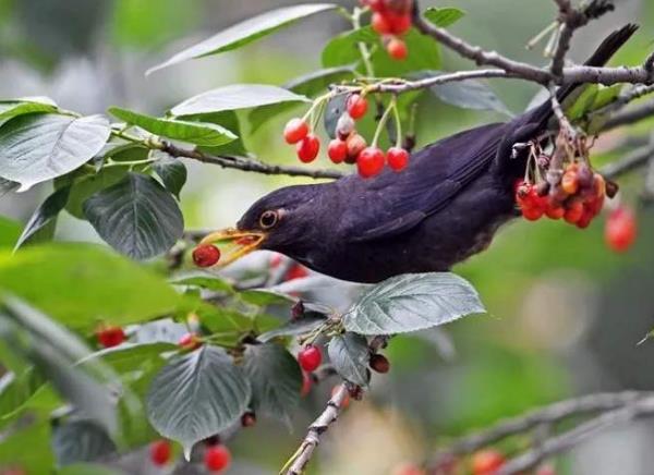 高清童年常见飞禽篇(值得珍藏)