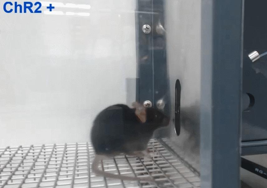 水有气味吗,水有颜色吗有味道吗