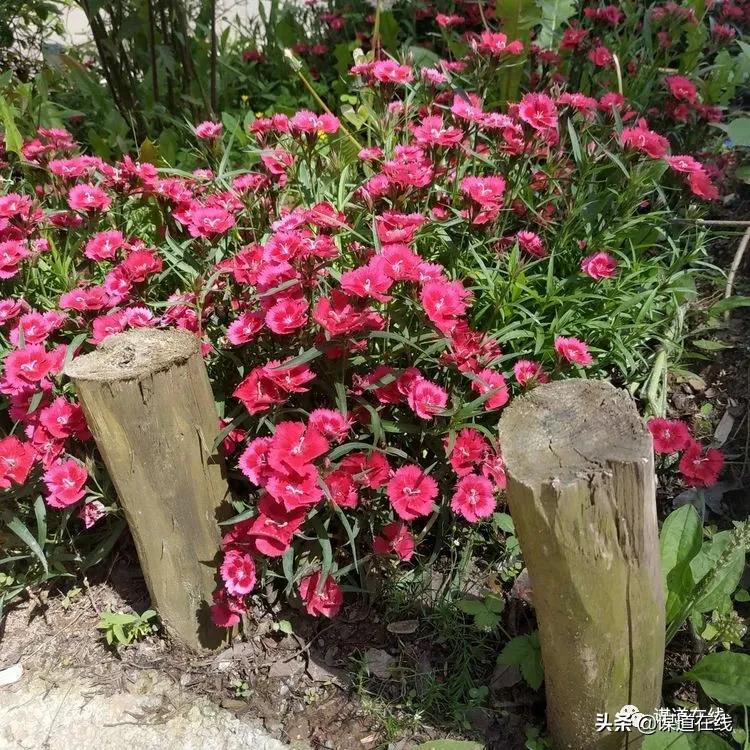 苏马荡谋道镇民宿,苏马荡南浦古镇民宿