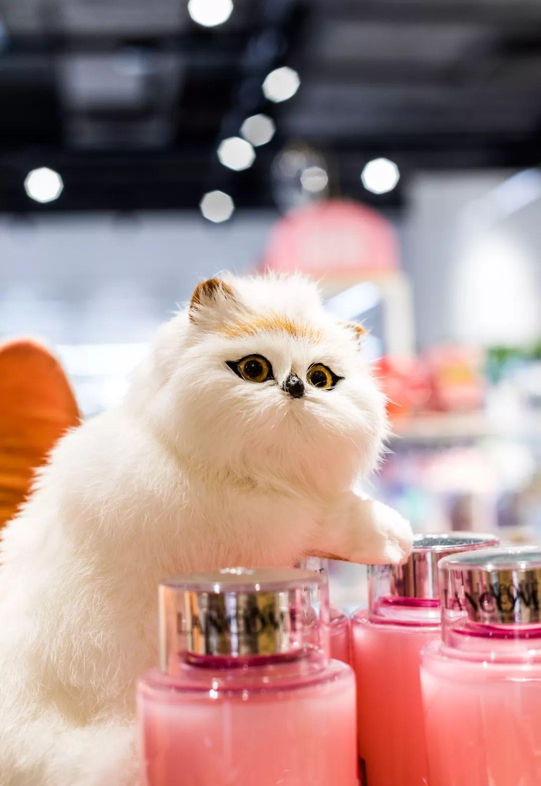 @所有猫控！万菱汇「猫咪美妆店」，任吸任摸！还有GD限量同款