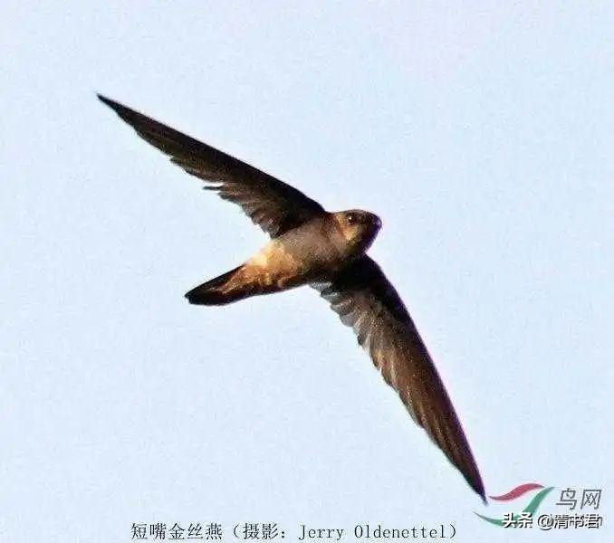 雨燕是世界上飞得最快的鸟吗,雨燕是飞得最快的燕子吗