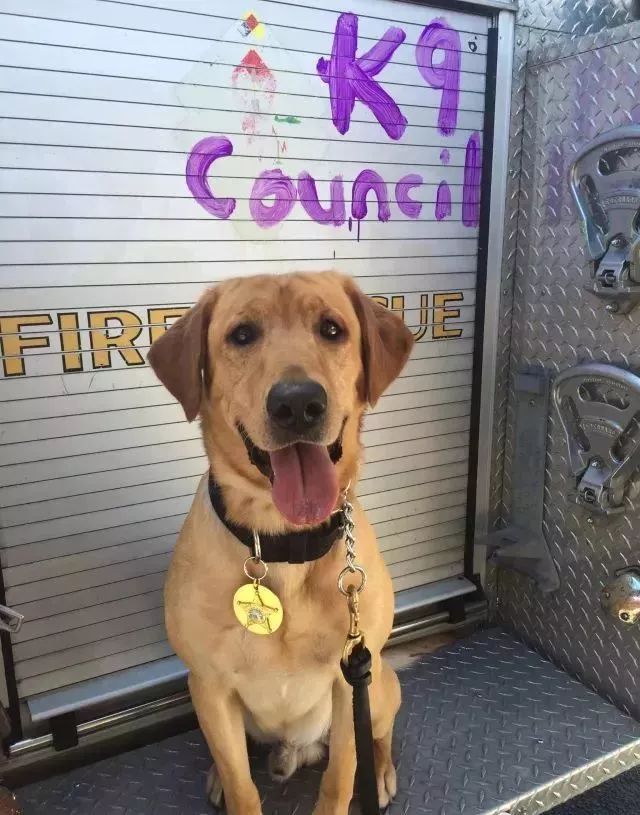 缉毒犬会染上毒瘾吗知乎文章,缉毒犬染上毒瘾怎么办