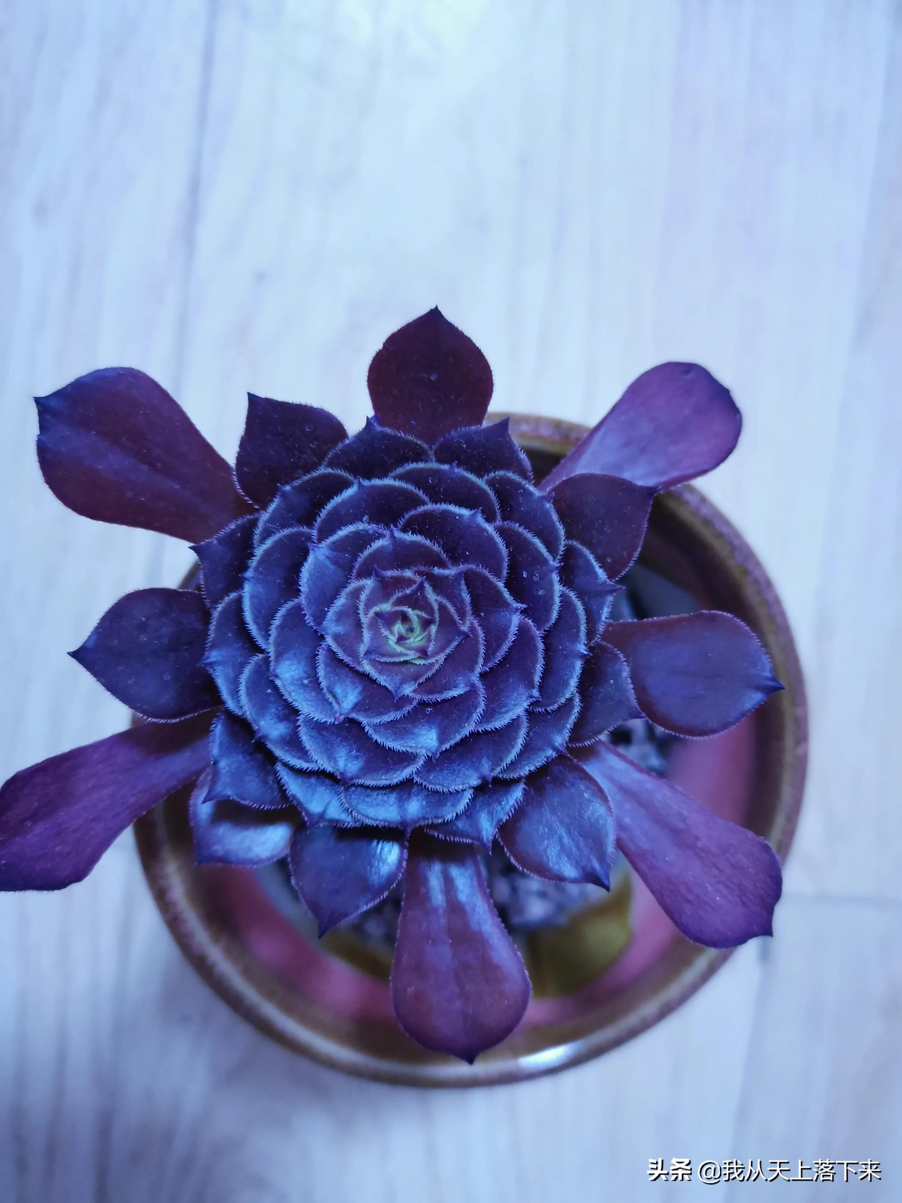 89种常见多肉植物品种图，实物拍摄，还不认识的小伙伴赶紧收藏好