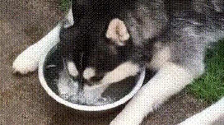 狗狗千万不能喝的六种水,狗狗吃多少巧克力会对身体有影响