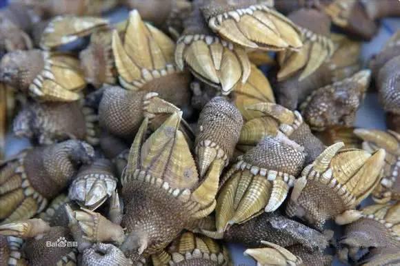 史上最全海鲜视频,史上最全海鲜贝类大全