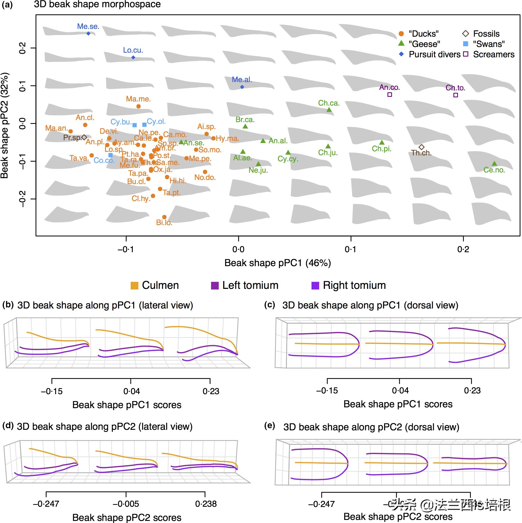 为什么鸟的嘴巴不一样,鸟嘴为什么长得都不一样