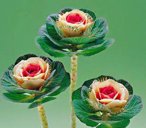 羽衣甘蓝开花图,好看的羽衣甘蓝