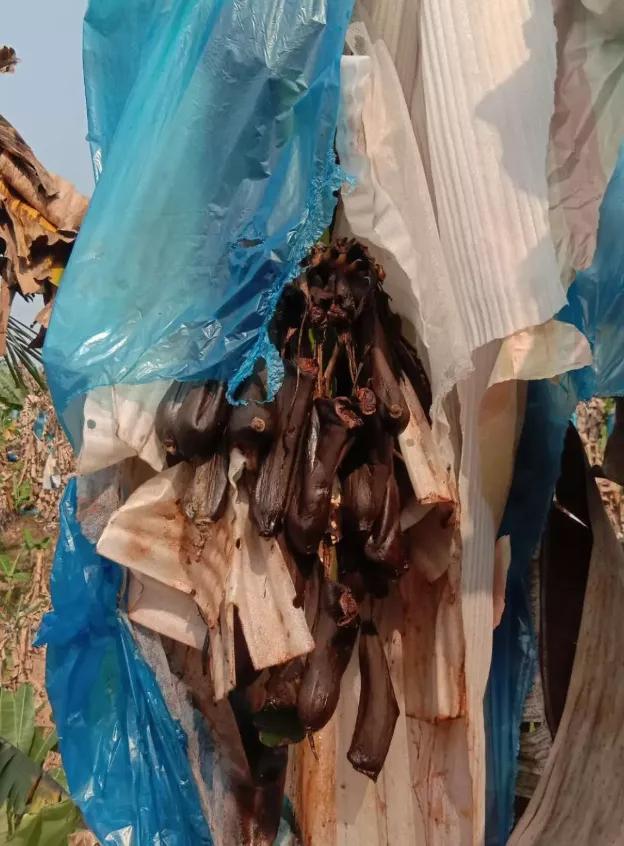 缅甸香蕉滞销怎么解决,缅北香蕉最新消息