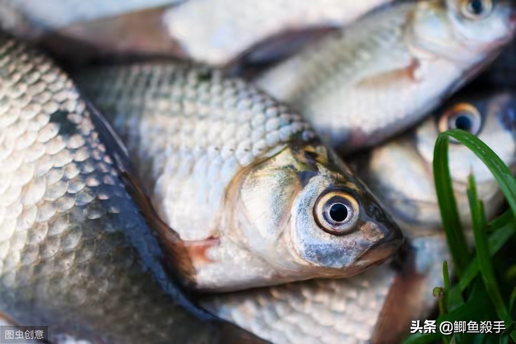 小雪过后用炮竿专钓大鲫鱼，选择鱼竿把握这四点，好用又便宜