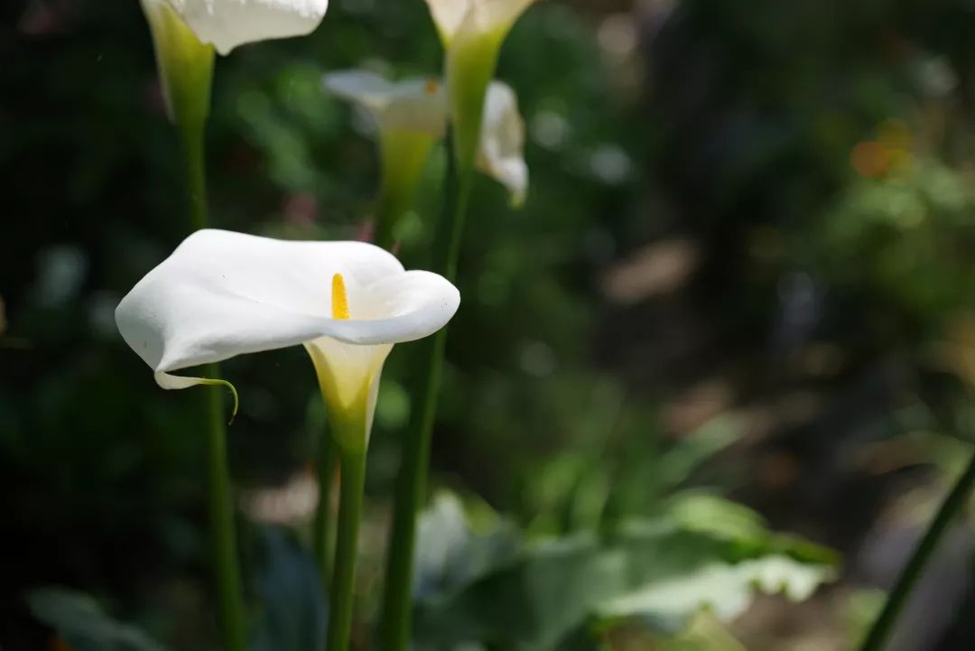 姘寸敓妞嶇墿鑺卞崏,鏅姘寸敓缁挎