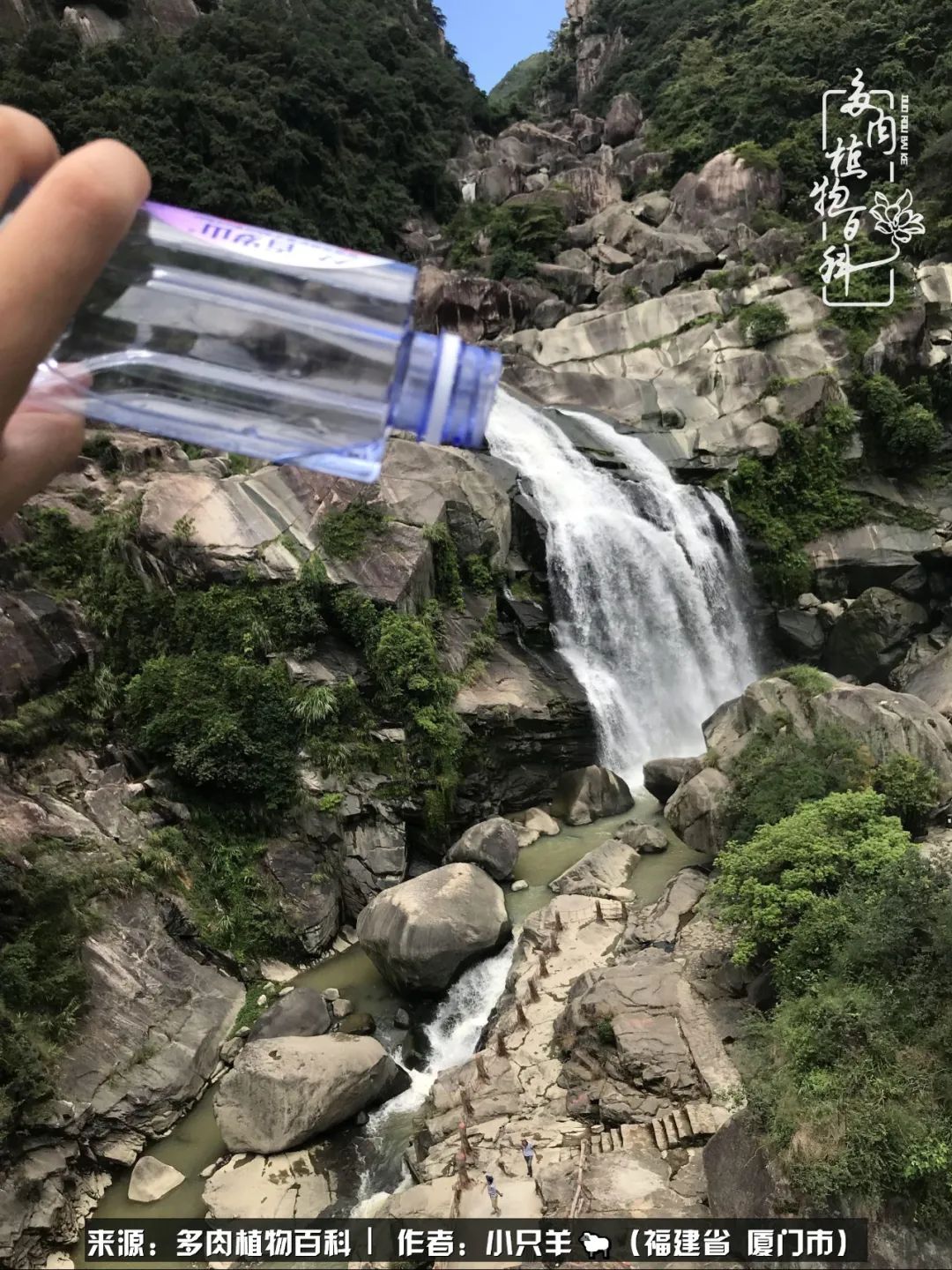 多肉像葡萄一样,多肉像铃兰一样