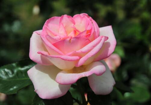 玫瑰养护办法视频讲解教程,玫瑰扦插发芽怎么继续养