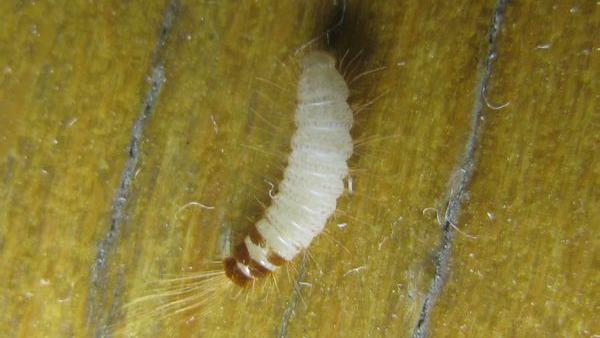 由恐龙演化的现代生物,与恐龙同时代的动物至今还未灭绝