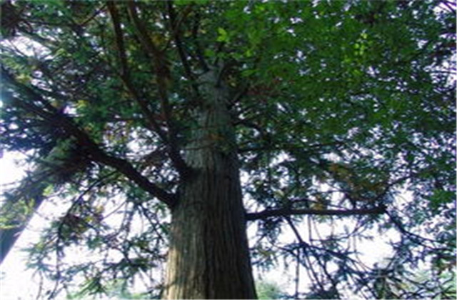 杉木有虫怎么防治,杉木虫害图片