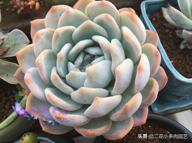 365种·常见花卉图谱，观果和多肉植物收藏篇