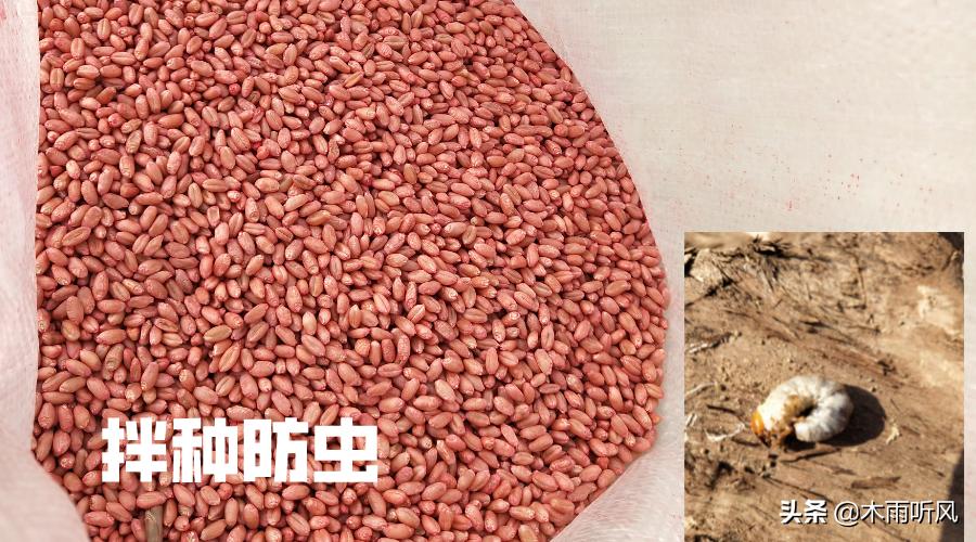 土地地下害虫怎么防治,防治地下害虫常用的施药方法是