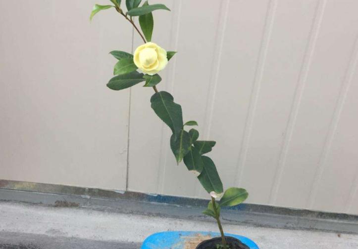 此花花色繁多有淡香味易养易成活,正黄旗茶花开花图片