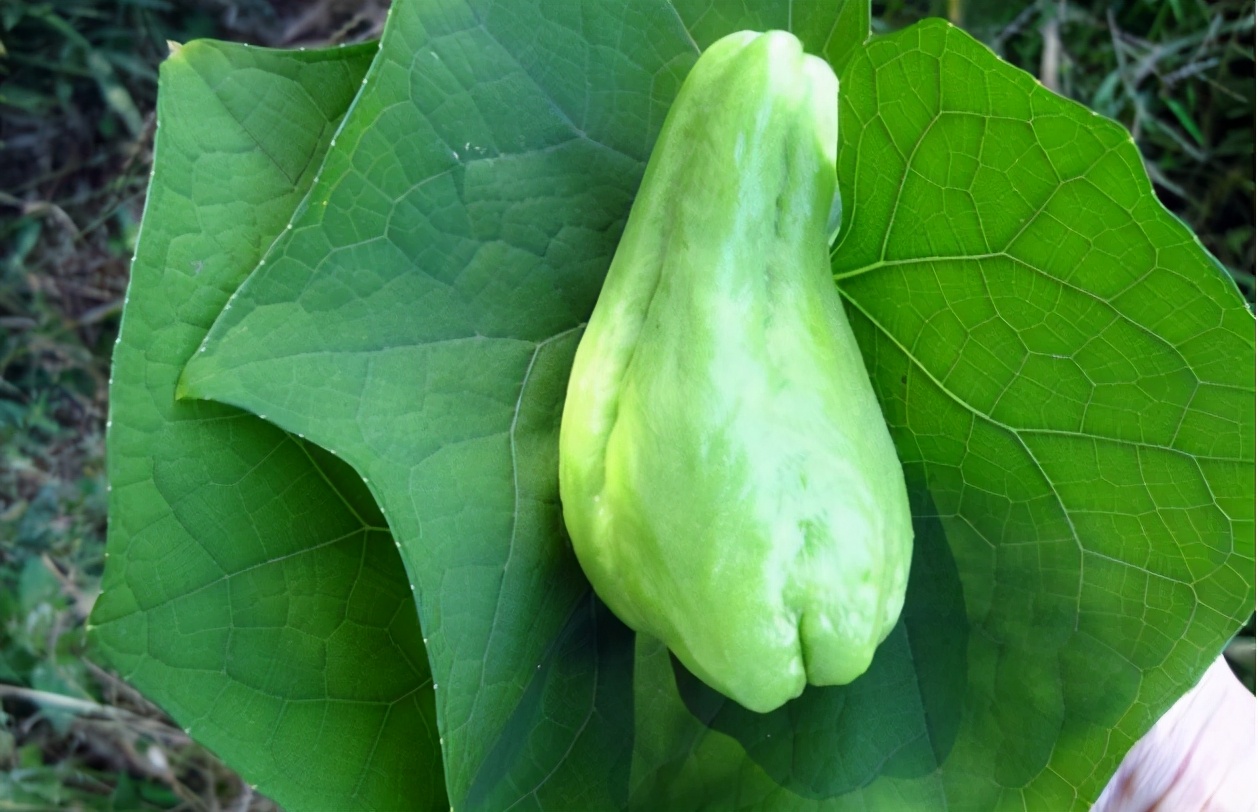 俗称“寿瓜”，有佛教祝福之意，能当水果也能做菜，如今市场少见