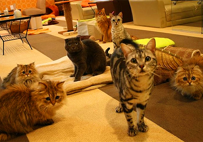 猫咪费洛蒙对猫有危害吗,猫咪费洛蒙使用注意事项