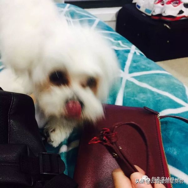 超好看的宠物包,好看又大的宠物包