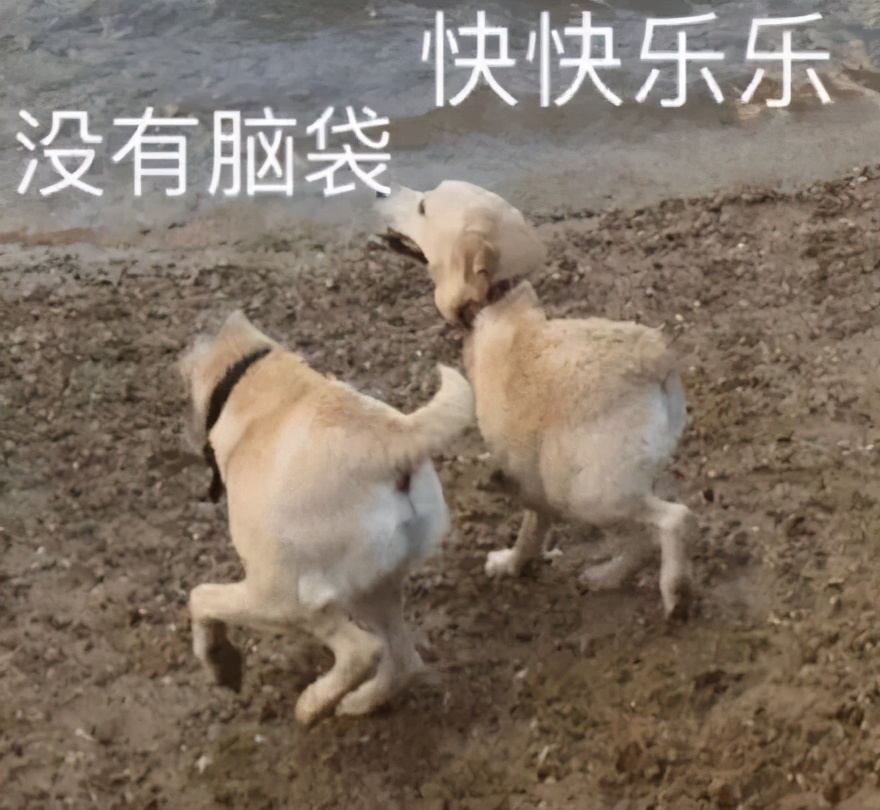 东哥的鬼片,东哥的电脑