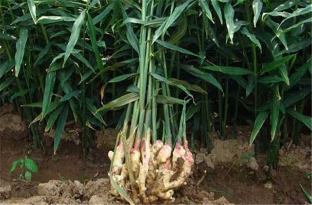 姜芽的正确栽培方法,姜芽种植方法