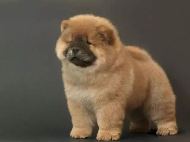 45种狗狗很难得一见你认识几种,45种最难得一见的狗