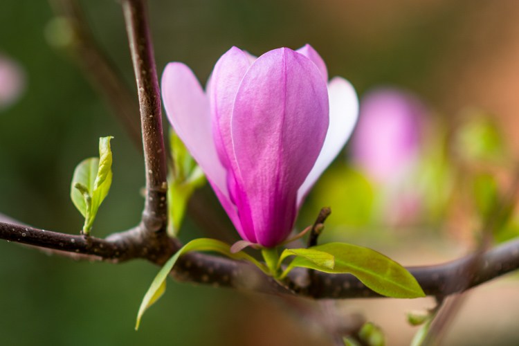 光学取景器和电子取景器区别,光学取景器和相机哪个好