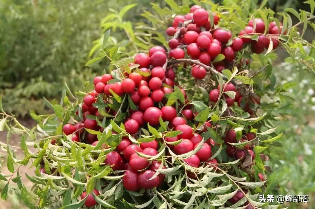 欧李钙果适合在什么地方种植,欧李与钙果及山楂有什么区别