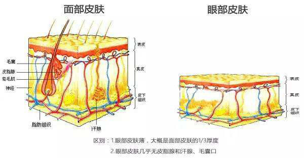 5分钟带你了解眼部问题，面对眼纹不惊慌，快来抄作业