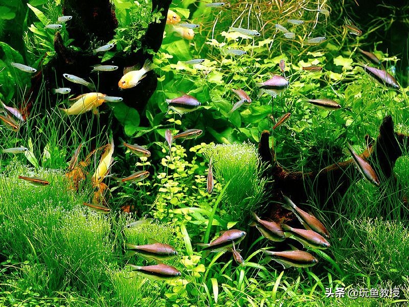 皇冠水草叶子发黄烂掉怎么回事,水草叶子发黄怎么补救最快