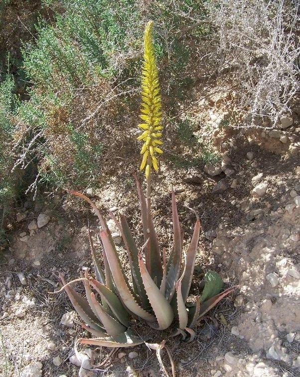 芦荟根部变红死了是怎么回事,芦荟叶子变红变软下垂是为什么