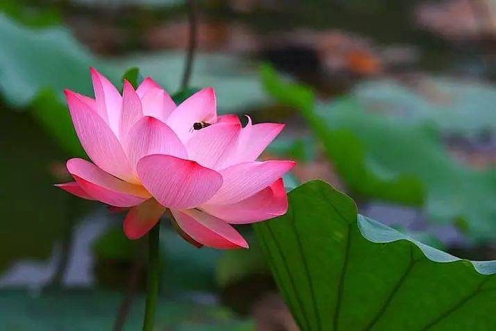 出淤泥而不染荷花之美,如果你是一朵出淤泥而不染的荷花