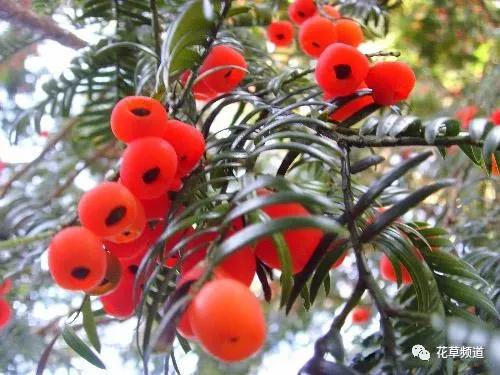 红豆杉叶子枯萎怎么补救,红豆杉干枯了叶子蔫了怎么办