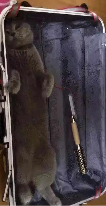 举报偷渡走私,偷渡被捕的猫