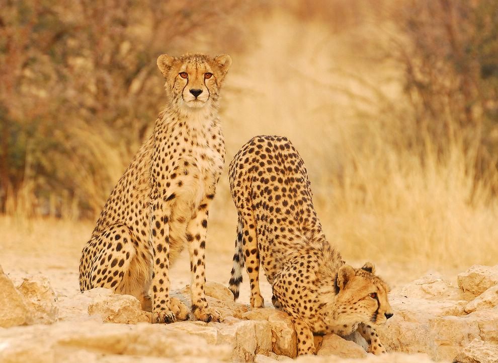 新发现：卵子会对某些人的精细胞更加偏爱，甚至可为其“开后门”