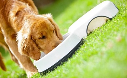 金毛犬十大坏处,养金毛犬有什么注意事项