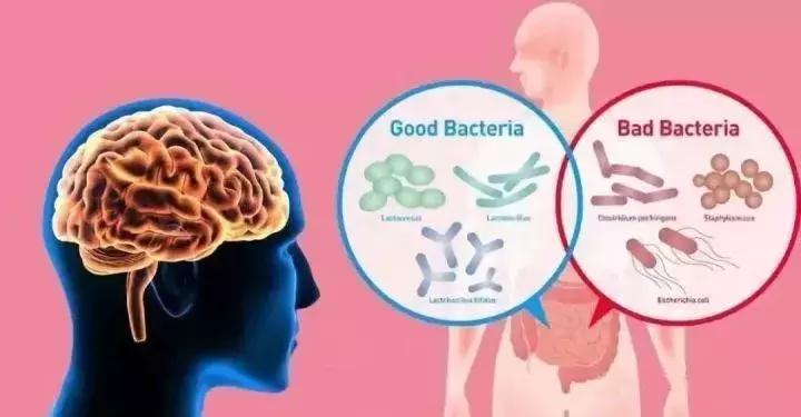 微生物脑肠轴介绍,微生物肠脑轴关系图