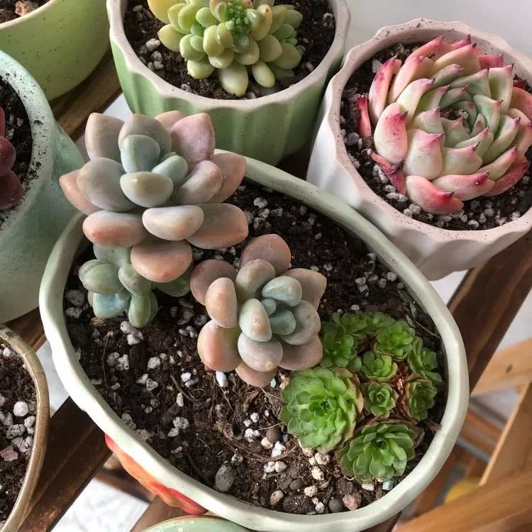 新手小白入坑多肉必看攻略,多肉新手入坑必备指南