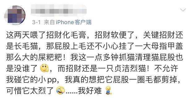 盘点小猫咪的奇怪行为,猫咪光鲜靓丽的背后