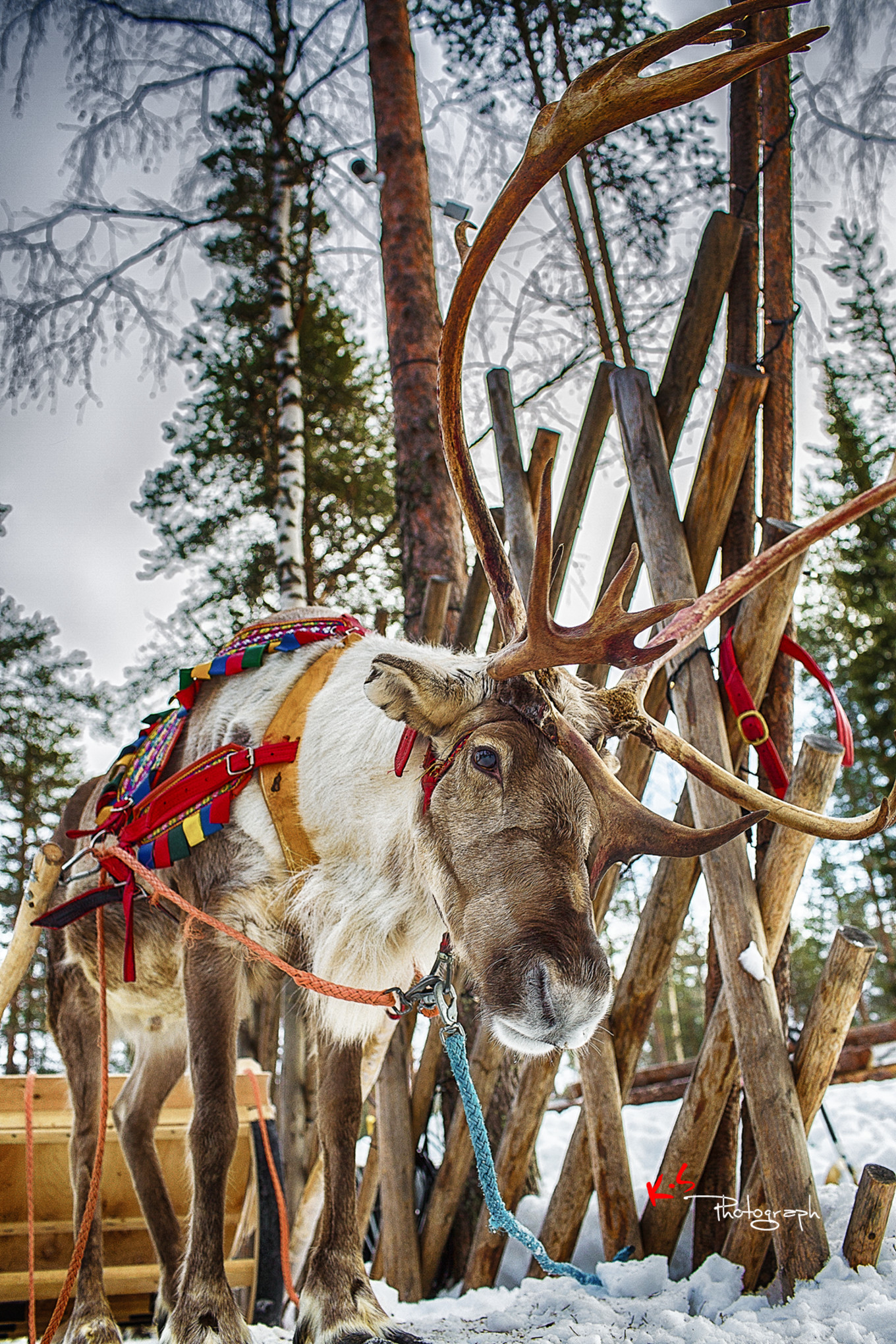 果小姐的慢生活烤鸡腿,果小姐的慢生活泰州