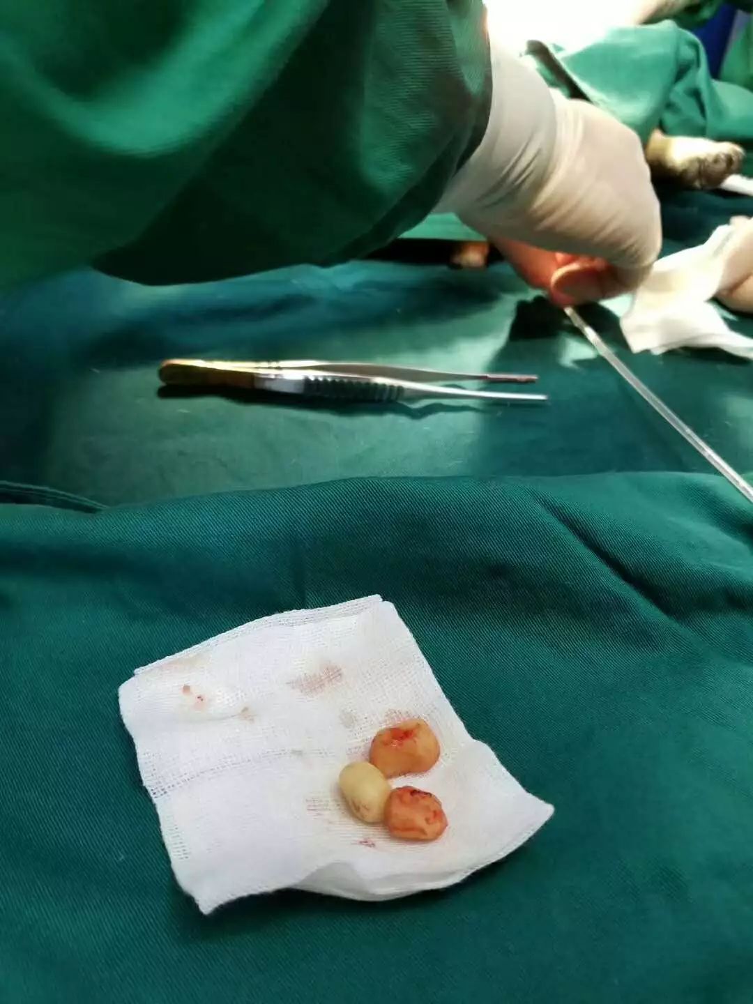 猫只喂火腿肠能活吗,猫因为脂肪肝导致完全不能进食