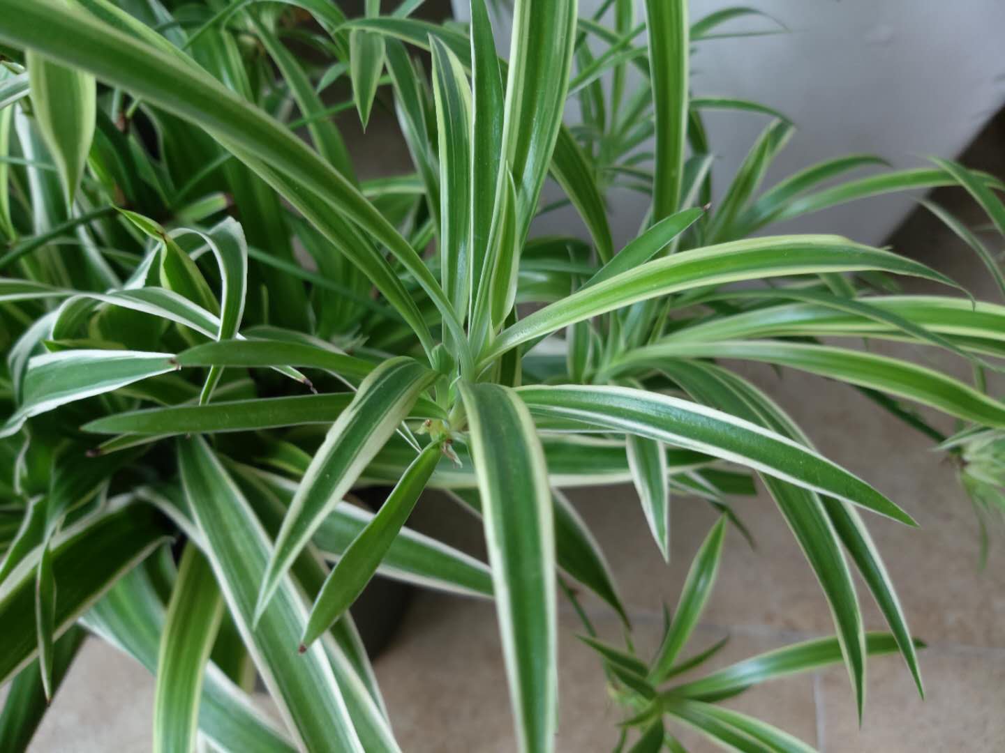 吊兰喜水还是怕水,吊兰怕水还是喜水